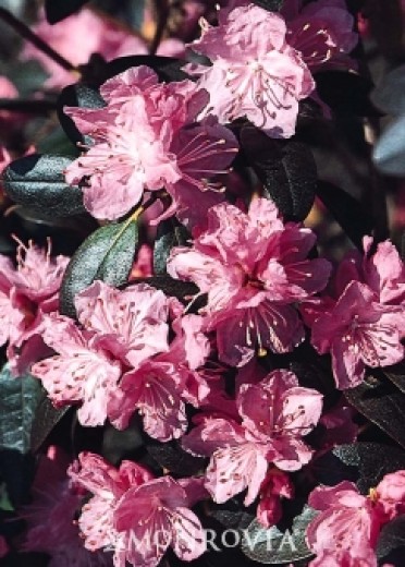 Rhododendron 'P.J.M.'