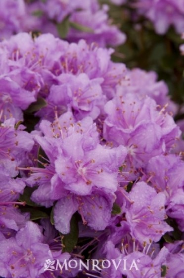 Rhododendron 'Purple Gem'