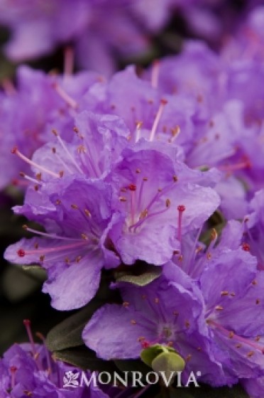 Rhododendron 'Ramapo'