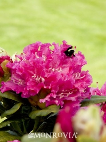 Rhododendron 'Rocket'