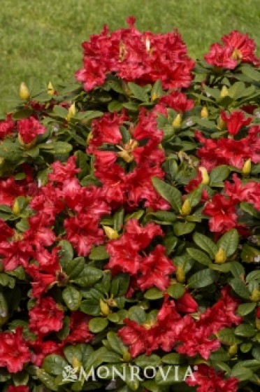 Rhododendron 'Scarlet Wonder Dwarf'