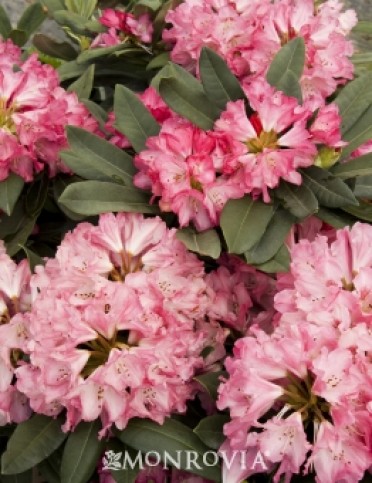 Rhododendron 'Sneezy'