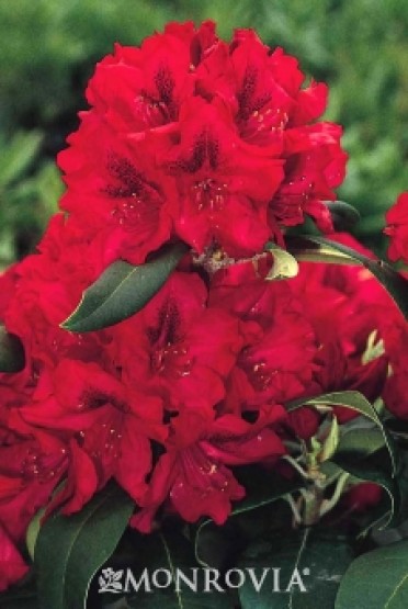 Rhododendron 'Trilby'