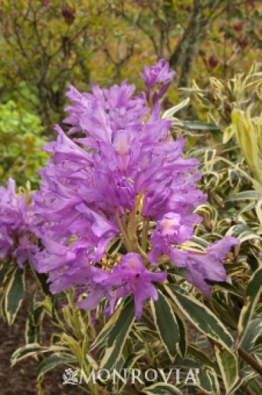 Rhododendron 'Variegated Pontic'