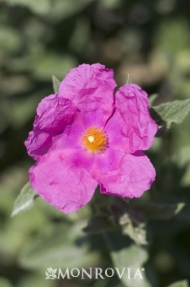 Rock Rose 'Brillancy'