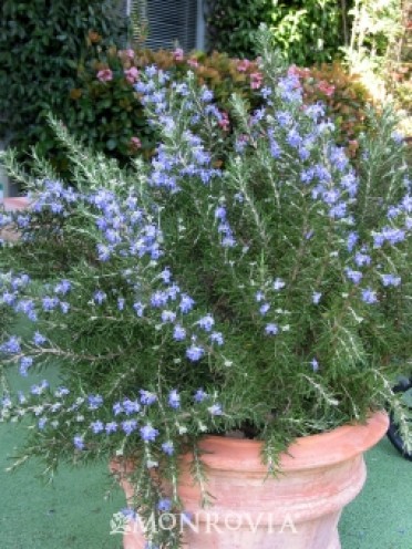 Roman Beauty Rosemary