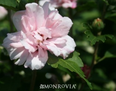 Rose Of Sharon 'Blushing Bride'