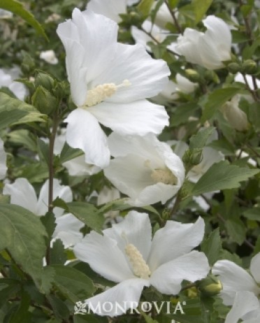 Rose Of Sharon 'Diana'