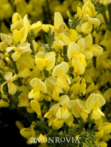 Scotch Broom 'Allgold'