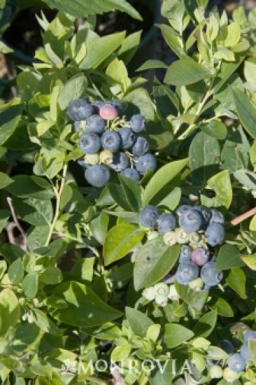 Sharpblue Early Season Blueberry