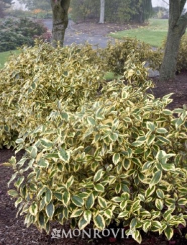 Silverberry 'Gilt Edge'