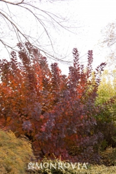 Smoke Tree 'Grace'