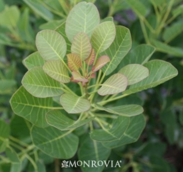 Smoke Tree 'Magical(R) Green Fountain'