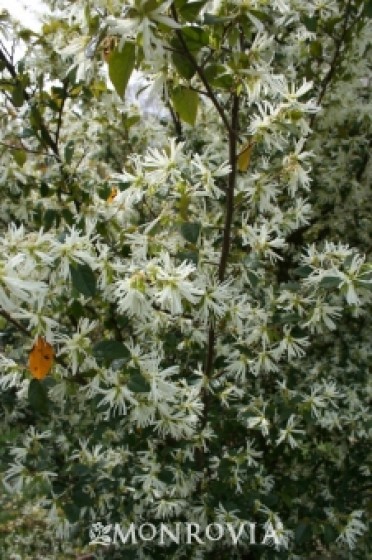 Snow Panda Fringe Flower