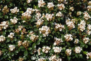 Southern Moon® Yedda Hawthorn