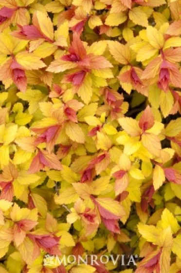 Spirea 'Magic Carpet'