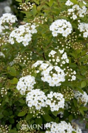 Spirea 'Renaissance'