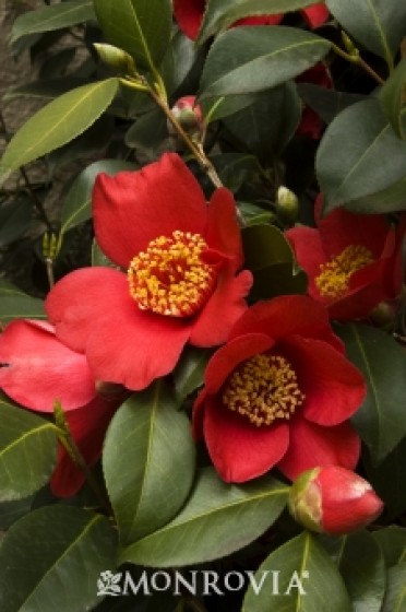 Spring's Promise Ice Angels® Camellia