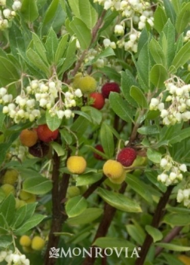 Strawberry Bush Compact 