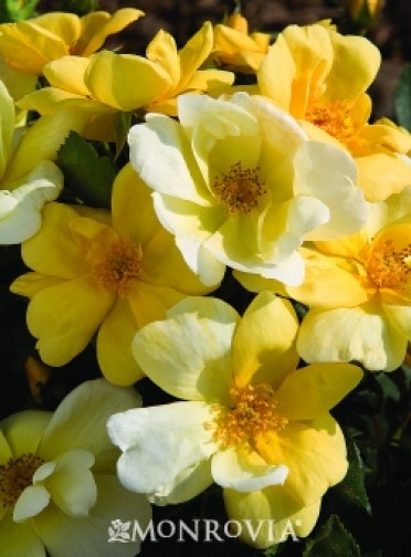 Sunny Knock Out® Rose