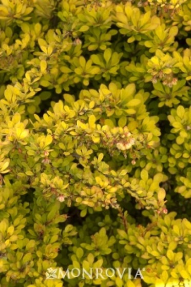 Sunsation® Japanese Barberry