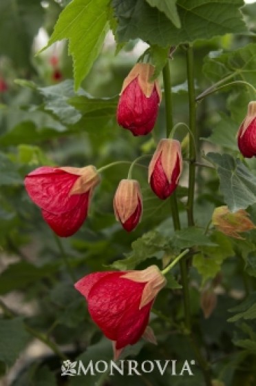 Super Red® Flowering Maple