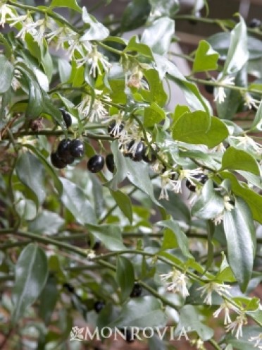 Sweet Box 'Himalayan'