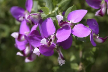 Sweet Pea Shrub