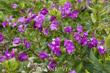 Sweet Pea Shrub 'Petite Butterflies'