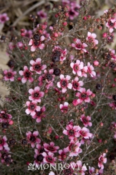 Tea Tree Dwarf New Zealand 