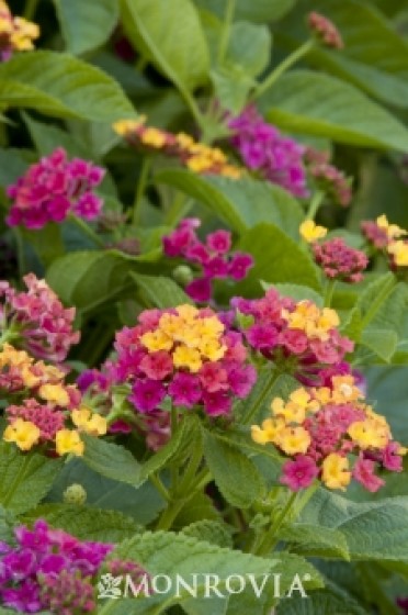 Teenie Genie® Compact Lantana