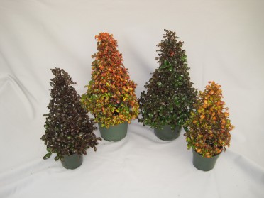 Topiary 'Coprosma' Holiday Tree