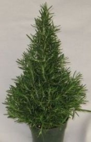 Topiary 'Rosemary' Holiday Tree