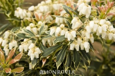 Variegated Japanese Lily Of The Valley