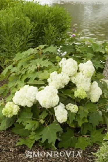 Vaughn's Lillie® Oak Leaf Hydrangea