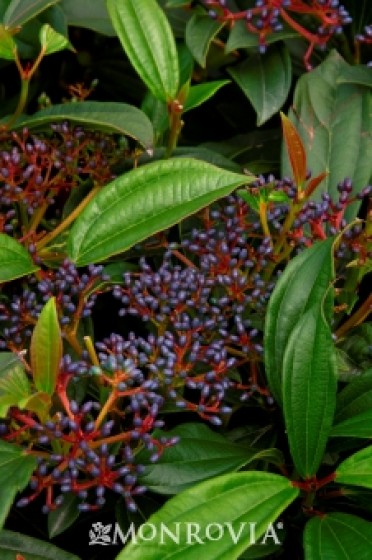 Viburnum 'David'