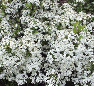 Viburnum 'Dwarf Walter's'