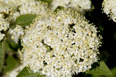 Viburnum 'Mohican'