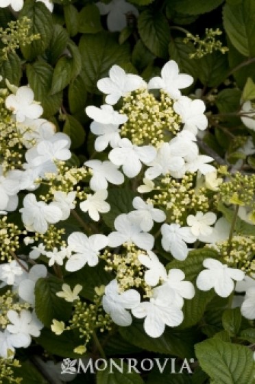 Viburnum 'Summer Snowflake'