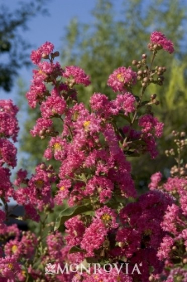 Watermelon Red Crape Myrtle