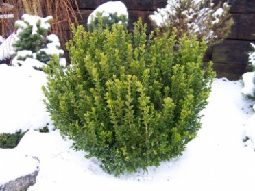 Wee Willie® Boxwood