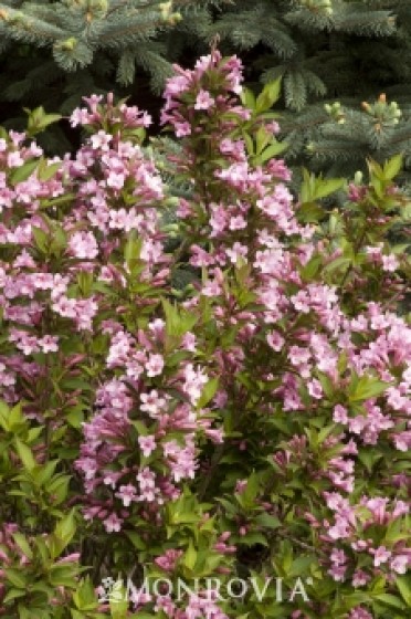 Weigela 'Pink Poppet'