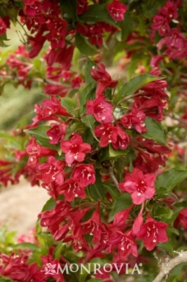 Weigela 'Red Prince'