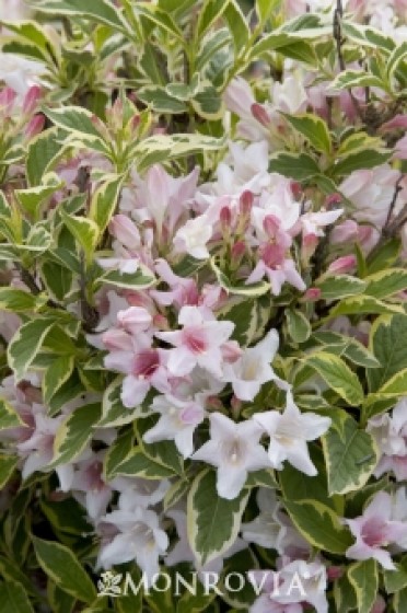 Weigela 'Variegated Dwarf'