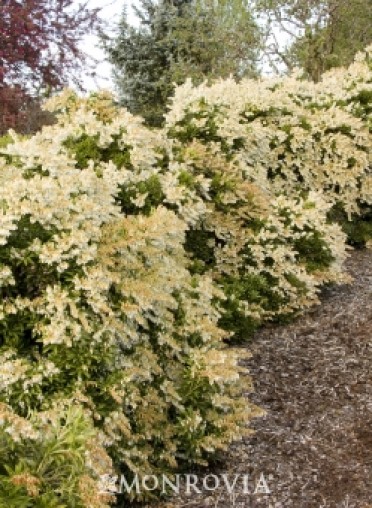 White Cascade Lily of the Valley