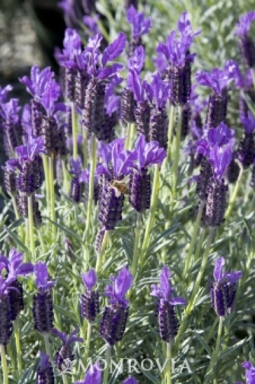 Winter Bee Spanish Lavender