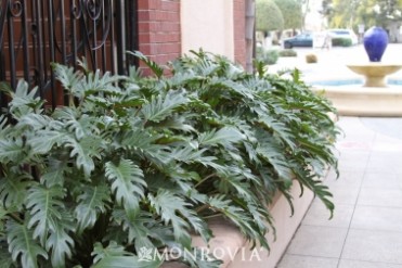 Xanadu Cut-Leaf Philodendron