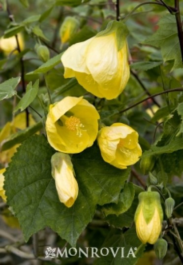 Yellow Flowering Maple