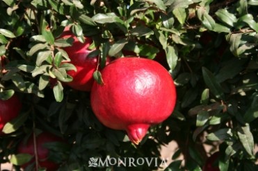 Angel Red(R) Pomegranate