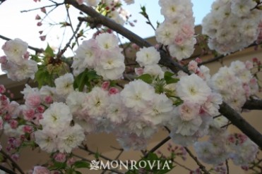 Angel's Blush(R) Flowering Cherry